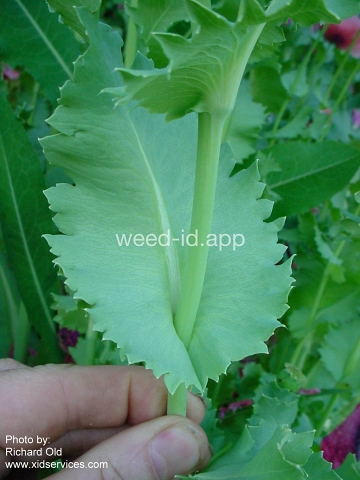 poppy, opium